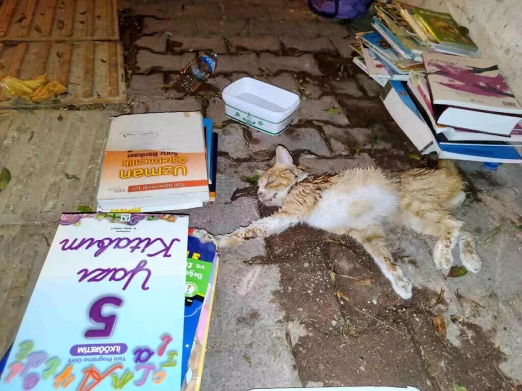 antalyada yarali yavru kediye vatandaslardan destek FieMKGsN