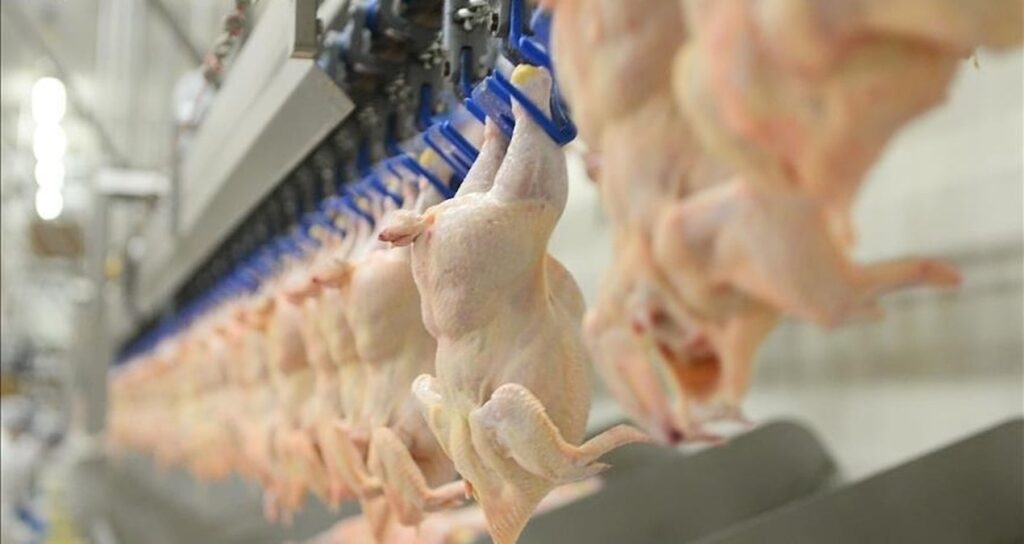 haftada 300 gramdan fazla tavuk eti tuketenlere kotu haber mfNn6idU