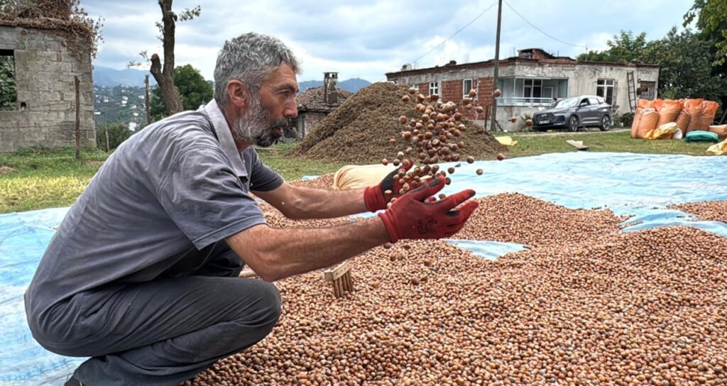 hasat sonrasi kurutma mesaisi basladi kilosu 200 liradan satiliyor MVCW1VvS