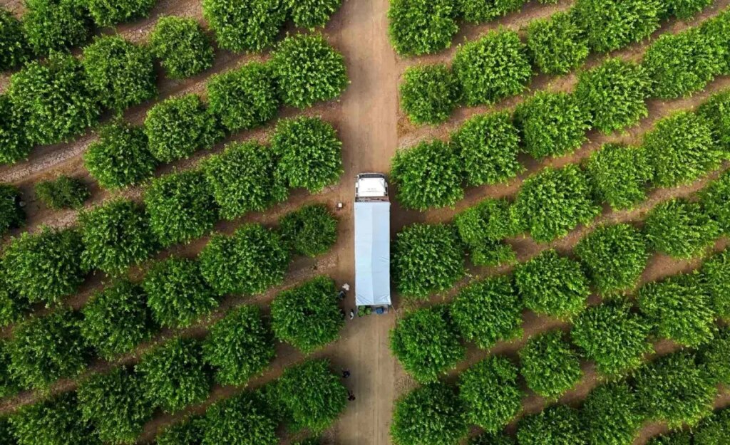 limon hasadi basladi fiyatlar dusuyor YGbE2Z7J