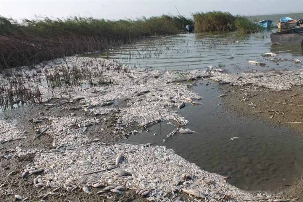 manyas golunde balik olumleri 8i6up9K2