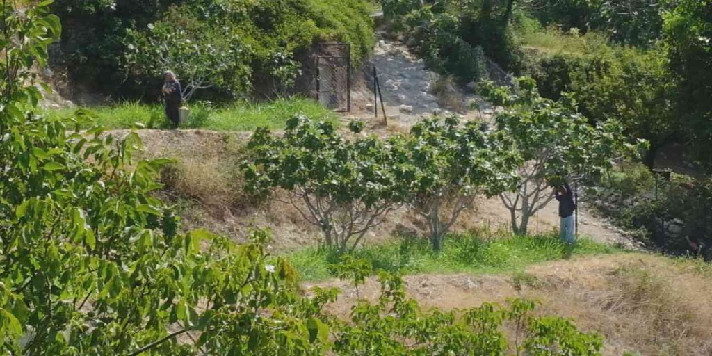 mersinde hasadi suruyor 10 bin ton rekolte bekleniyor p9HMt9Mk