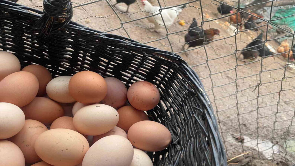 yumurtanin fiyatinda mayis cukuru etkisi r9MDjfOz