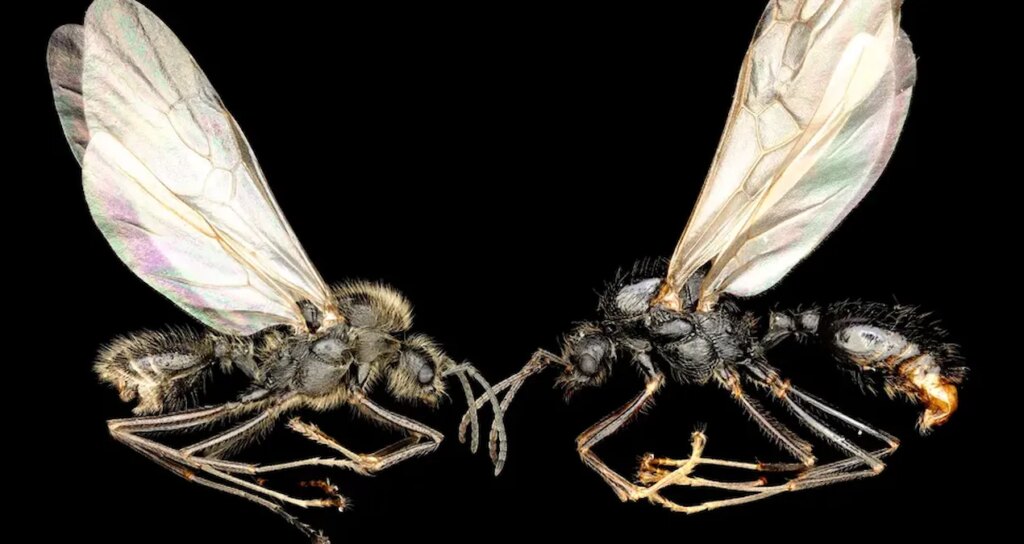 bilim dunyasinda ezber bozan kesif baska turleri klonluyorlar bilim kurgu gibi wywWPKaU