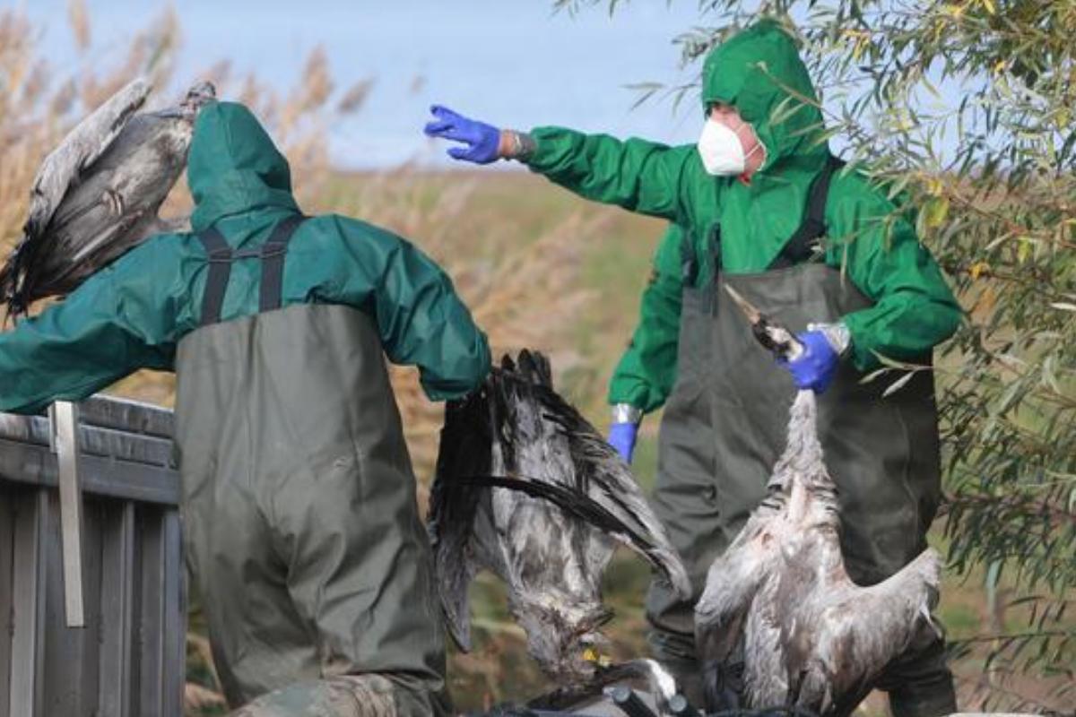 almanyada artan kus gribi vakalarindan dolayi 400 binden fazla hayvan itlaf edildi 69U9Ulez.png