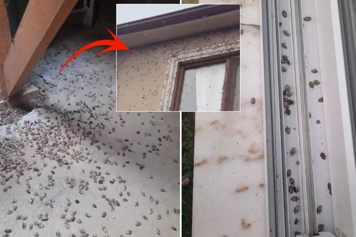 dunyanin sonunu getirecegi soylenen bocekle ilgili korkutan uyari tum turkiyeye yayilabilir 66UYduFZ