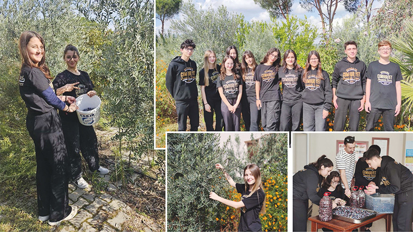 Okulda zeytin hasadı