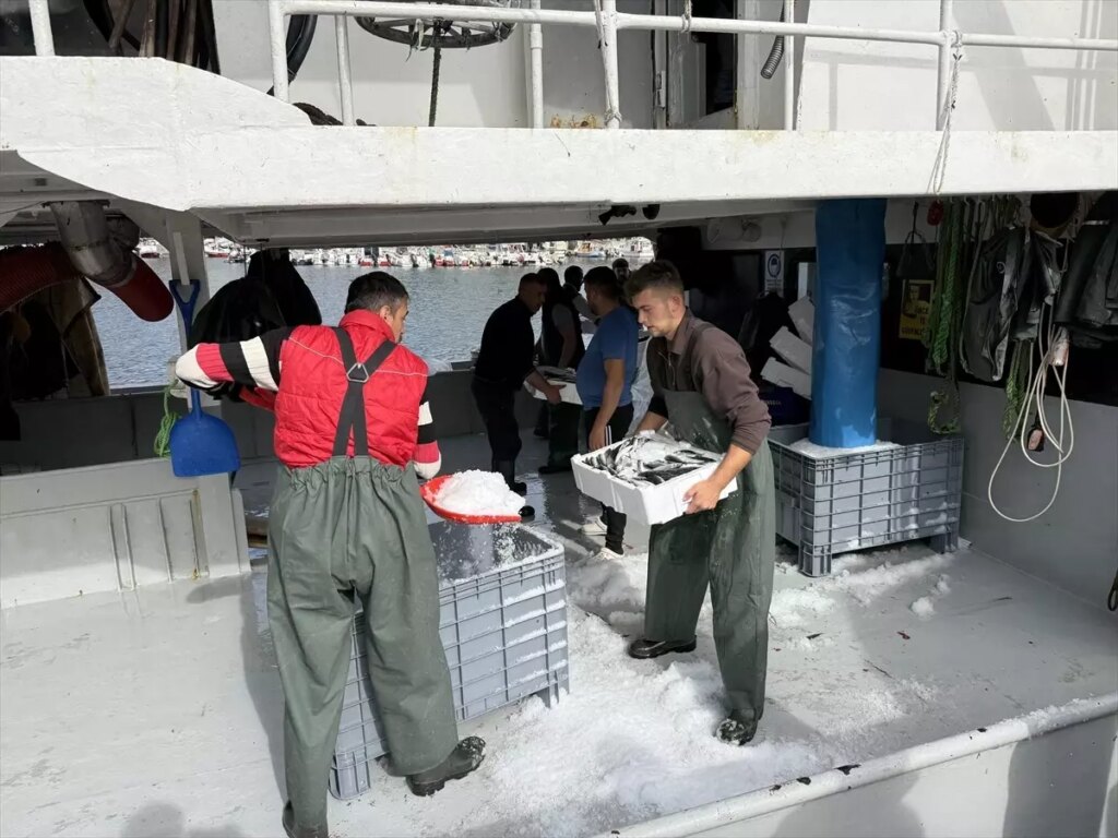 tekirdagli balikcilar istavritle dolu donuyor yLmj5O2x