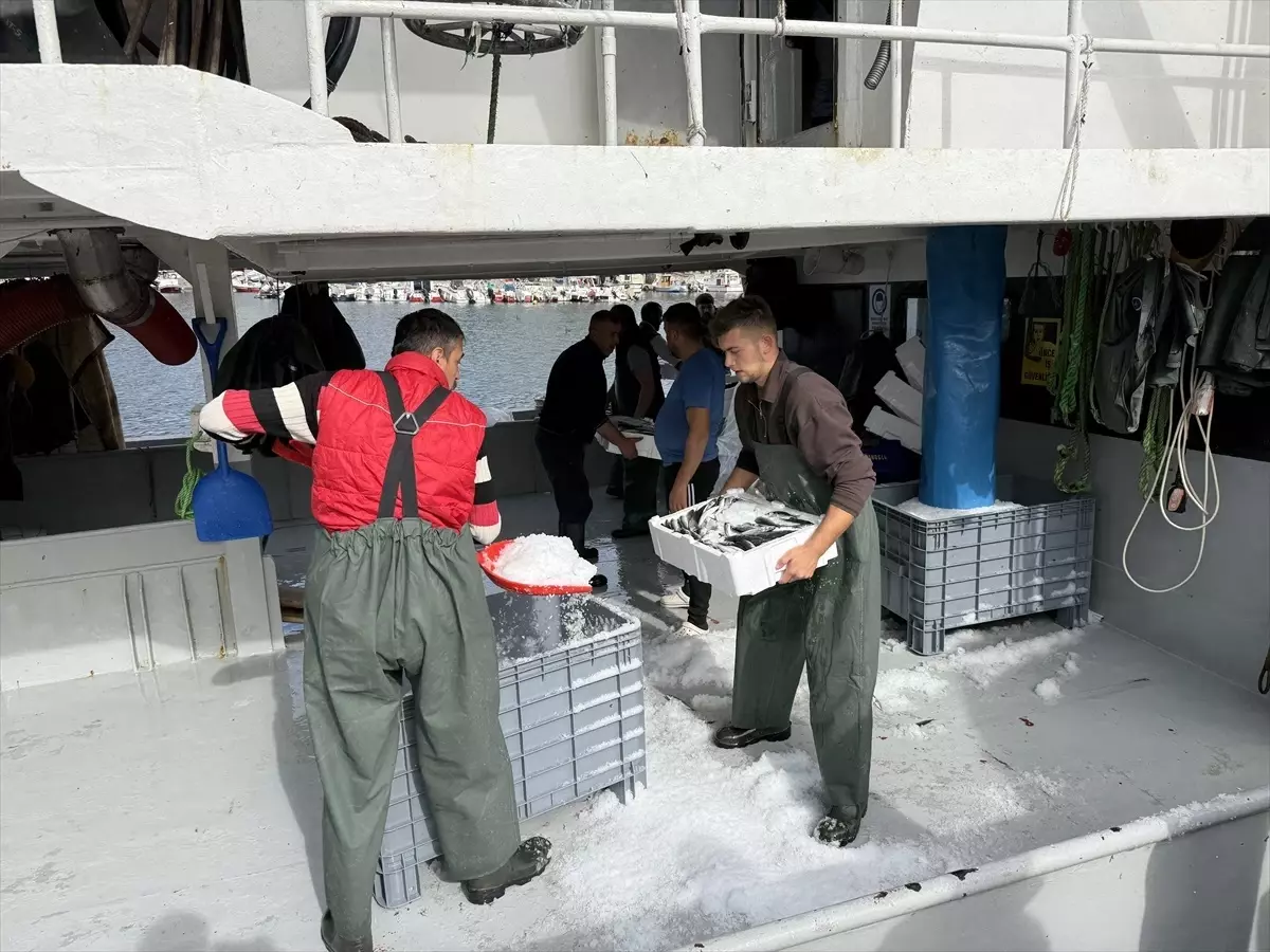 tekirdagli balikcilar istavritle dolu donuyor yLmj5O2x